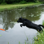 Dog Comets Orion Orange
