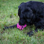 Dog Comets Moonstone Leckerkubus Rosa