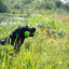 Dog Comets Meteor Wurfstock Grün L