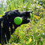 Dog Comets Meteor Wurfstock Grün L