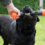 Dog Comets Meteor Wurfstock Orange L