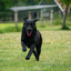 Dog Comets Blazar Jet Orange