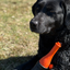 Dog Comets Bobber Orange