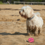 Dog Comets Neutron Star Tennisball Mit Quietscher M Rosa