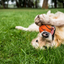 Dog Comets Neutron Star Tennisball Mit Quietscher M Orange