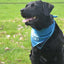 CoolPets Cooling Bandana S