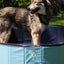CoolPets Splash Dog Pool ø 80 x 20 cm