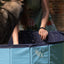 CoolPets Splash Dog Pool ø 80 x 20 cm