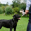 Country Dog Original Oliver