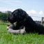 Country Dog Original Lucky