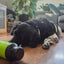 Eat Slow Live Longer Feed & Treat Roller Grün L