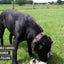 Country Dog Original Chewie S