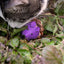 Forest Friends Mouse Violett
