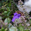 Forest Friends Mouse Violett