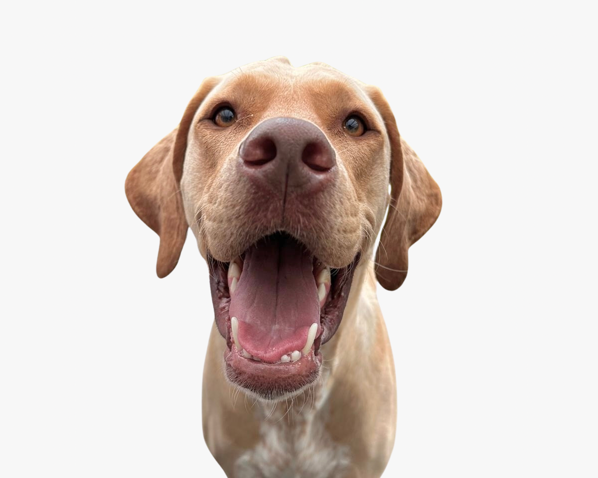 Familienhund Maja
