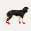Goo-eez Dog Boots Ultras 2 Per Pack XXS Rot/Schwarz