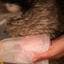 Groomers Secret Shampoo Bar Rose