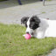 Dog Comets Stardust Roze S