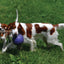 Jolly Romp-n-Roll Blau S (11 cm)