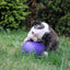 Jolly Egg Violett S (20 cm)
