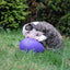 Jolly Egg Violett S (20 cm)