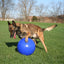 Jolly Push-n-Play Rot XL (35 cm)