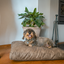 Let's Sleep Plush Pillow Hundebett XL Taupe