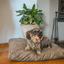 Let's Sleep Plush Pillow Hundebett XL Taupe