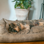 Let's Sleep Sweet Dreams Hundekorb Mit Kissen XL Cognac