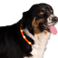Nightwalk Safety Collar Orange