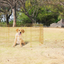 Pawise Dog Play Pen S