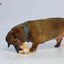 Petsport Tiny Tots Teddy Braun