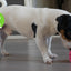 Dog Comets Protostar Rosa