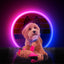 Retrodog Donkey Rosa S
