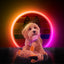 Retrodog Donkey Orange S