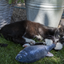 Robocat Fish Goldfisch