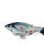 Robocat Fish Karpfen