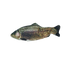 Robocat Fish Forelle