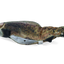 Robocat Fish Forelle