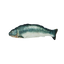 Robocat Fish Lachs