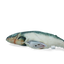 Robocat Fish Lachs
