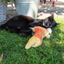 Robocat Fish Lachs