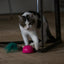 Robocat Maus Rosa