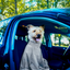 Royal Dry Doggy Bag Trockenbeutel M
