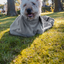 Royal Dry Doggy Bag Trockenbeutel M