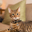 Spotted! Pro Hund & Katze S