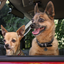 Spotted! Pro Hund & Katze S