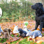 Wild Life Dog Marder