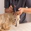 Wahl Prima Trimmer
