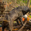 Wild Life Dog Taube